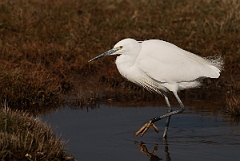 David Plant Photography - Wildlife Photography - Little egret - J